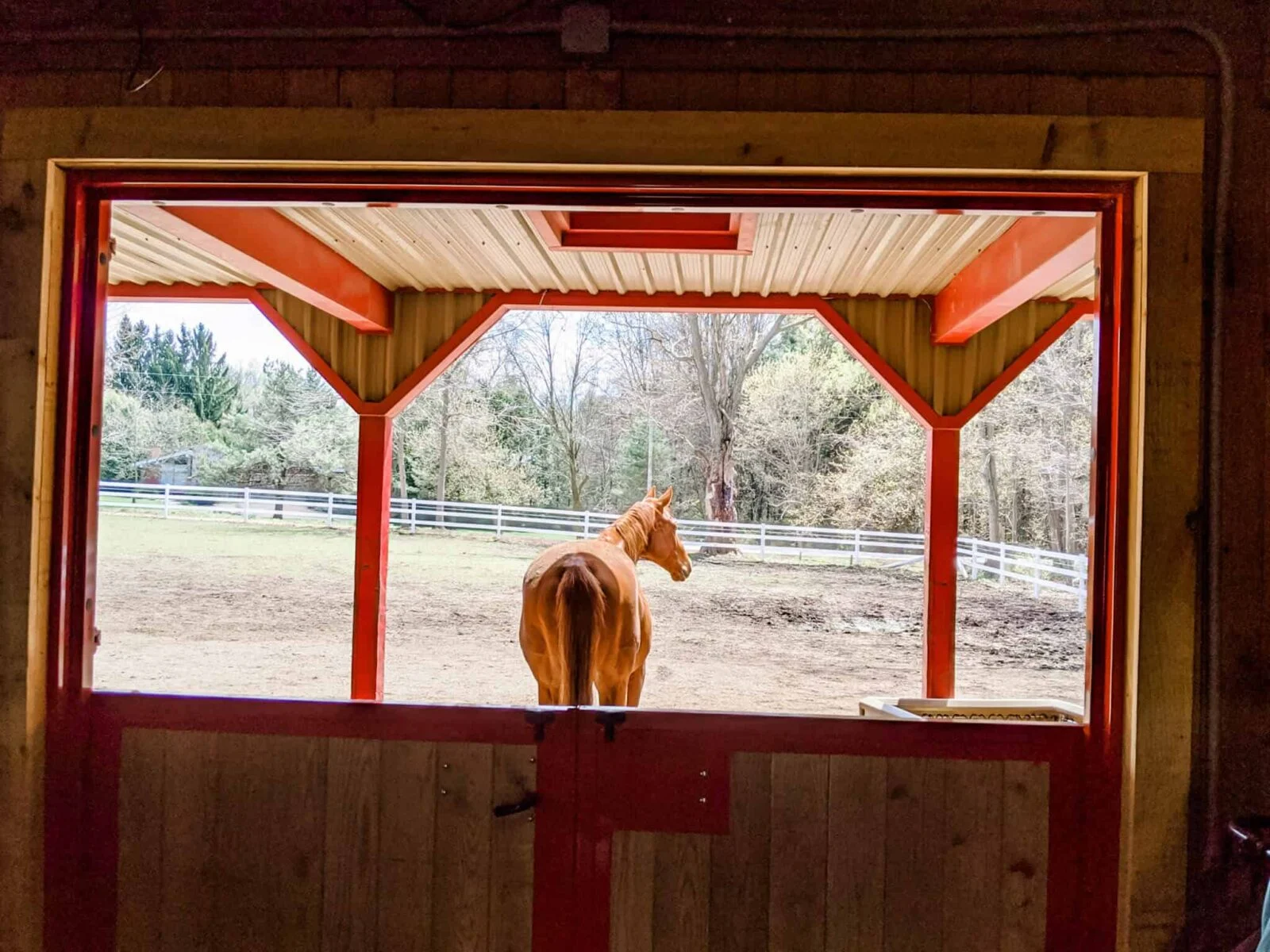 a horse standing in a stable looking out the window