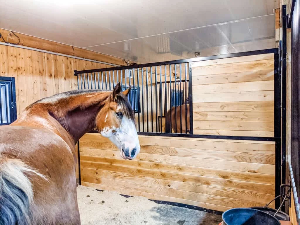 a horse in a stall in a barn