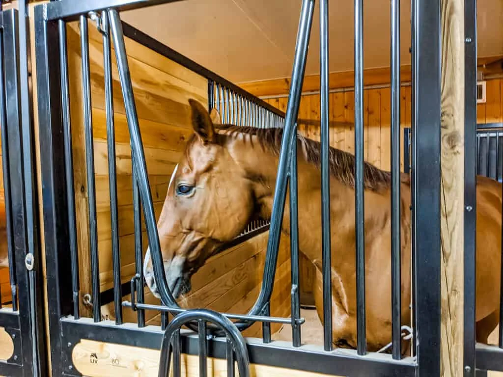 a horse is inside of a stall with a gate