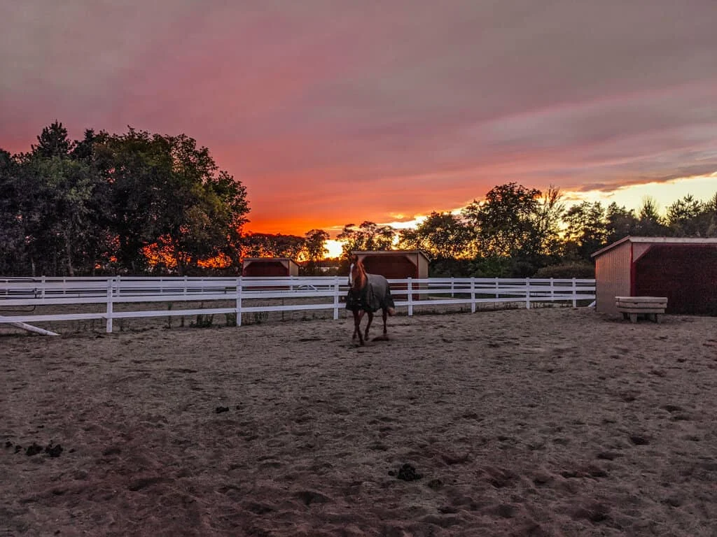 a horse is standing in the dirt at sunset