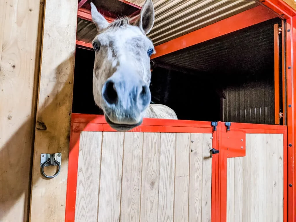 a horse is looking out of a stall