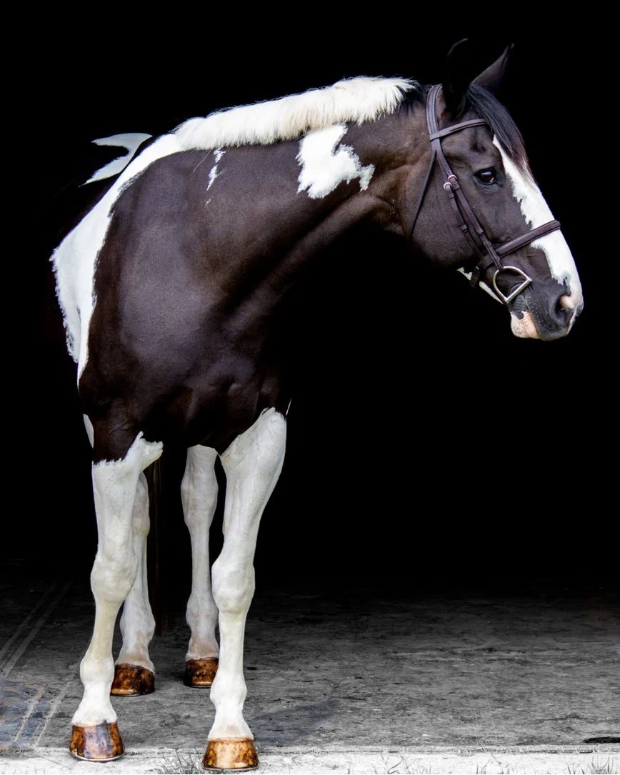 a black and white horse standing in a dark room
