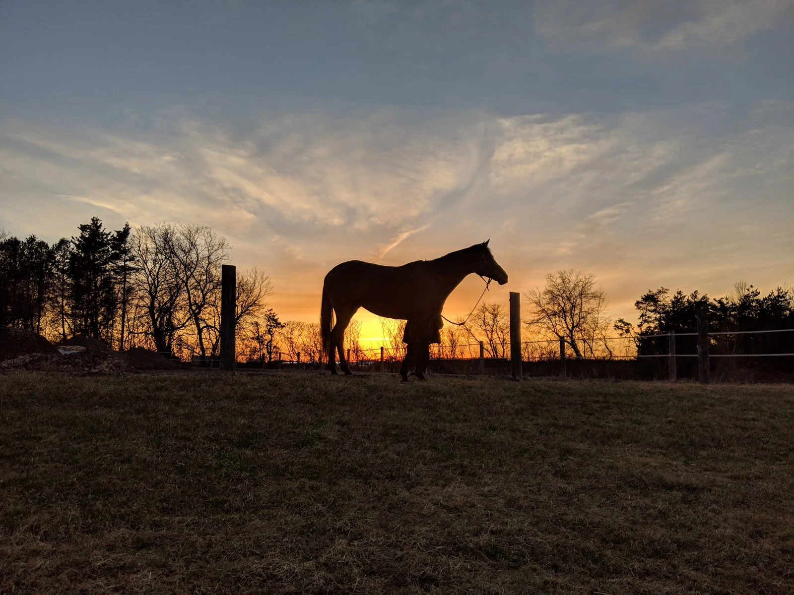 a horse standing in a field at sunset