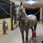 a horse with a bandage on its leg
