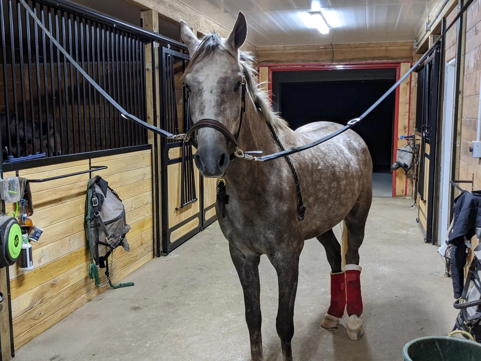 a horse with a bandage on its leg