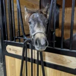 a horse is looking out of a stall