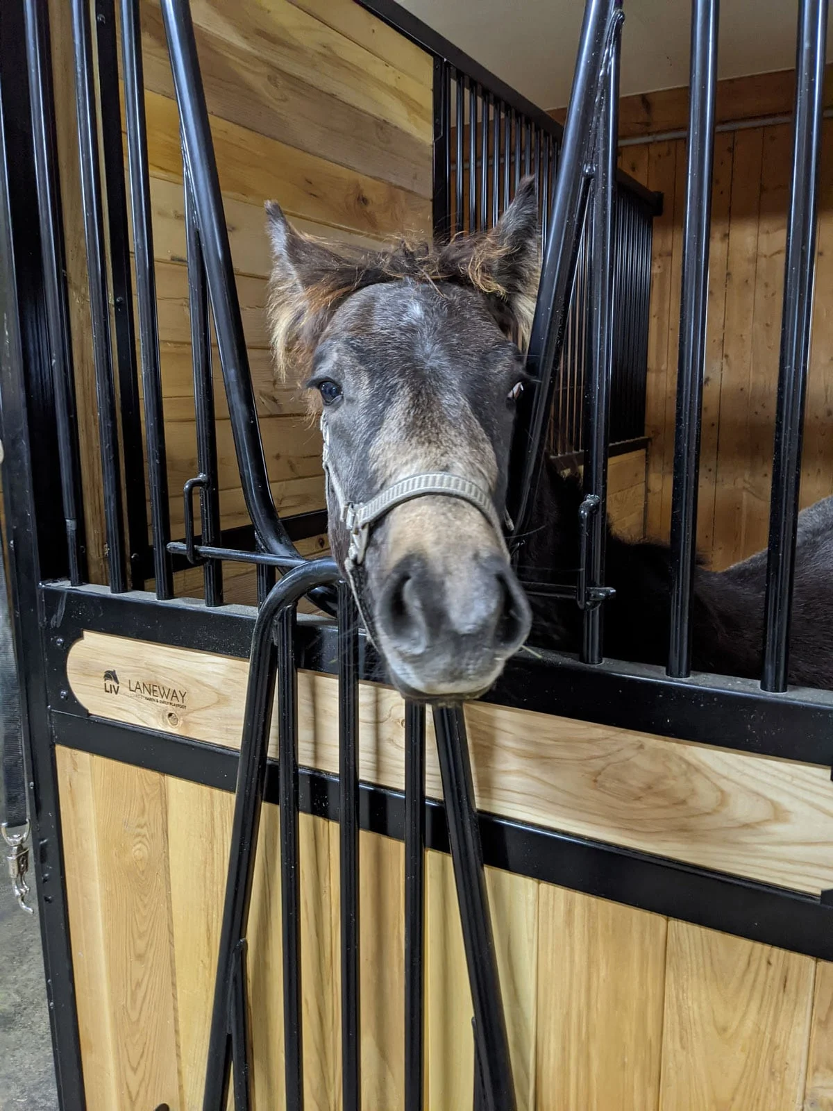 a horse is looking out of a stall