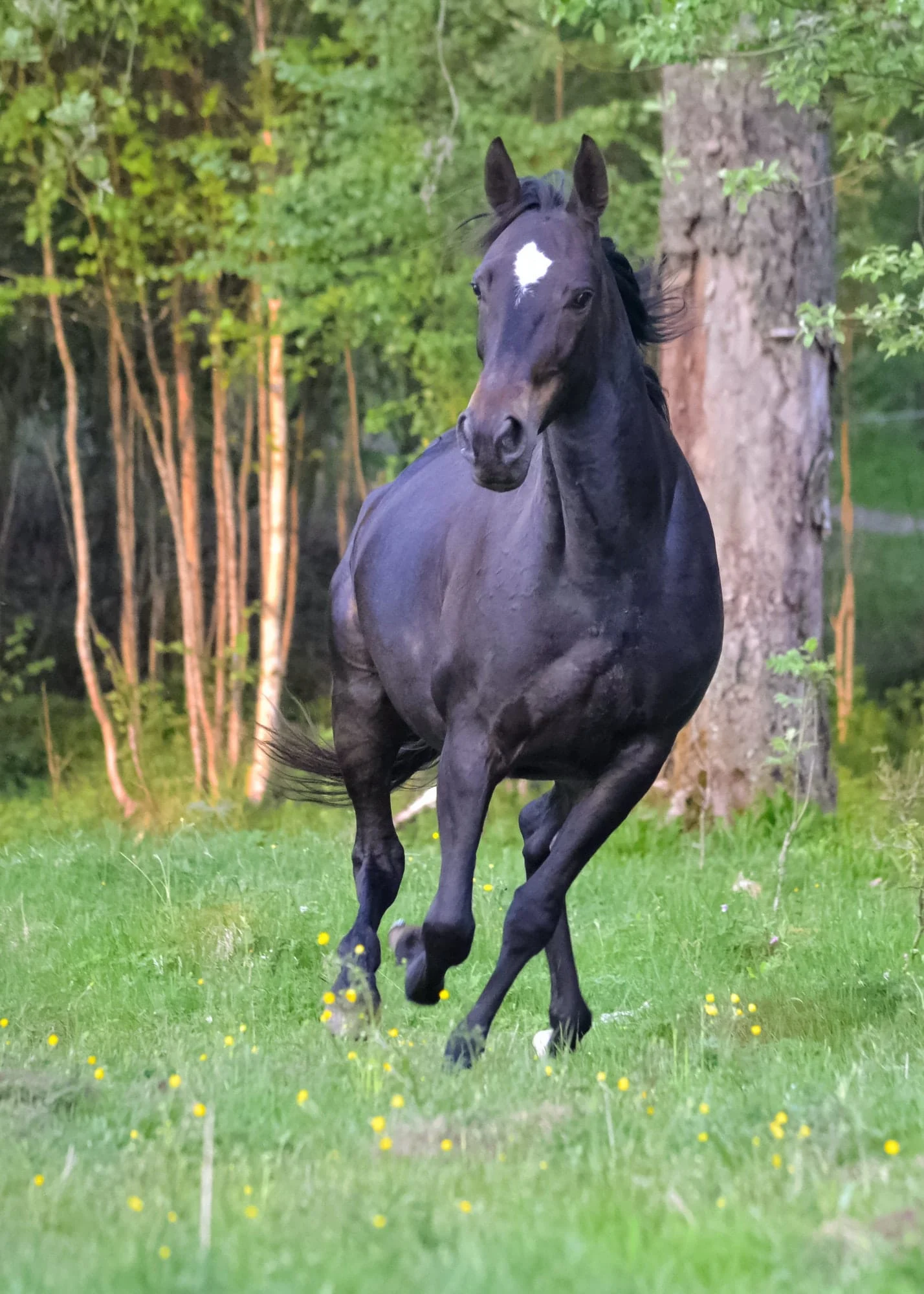 choosing the proper horse vet