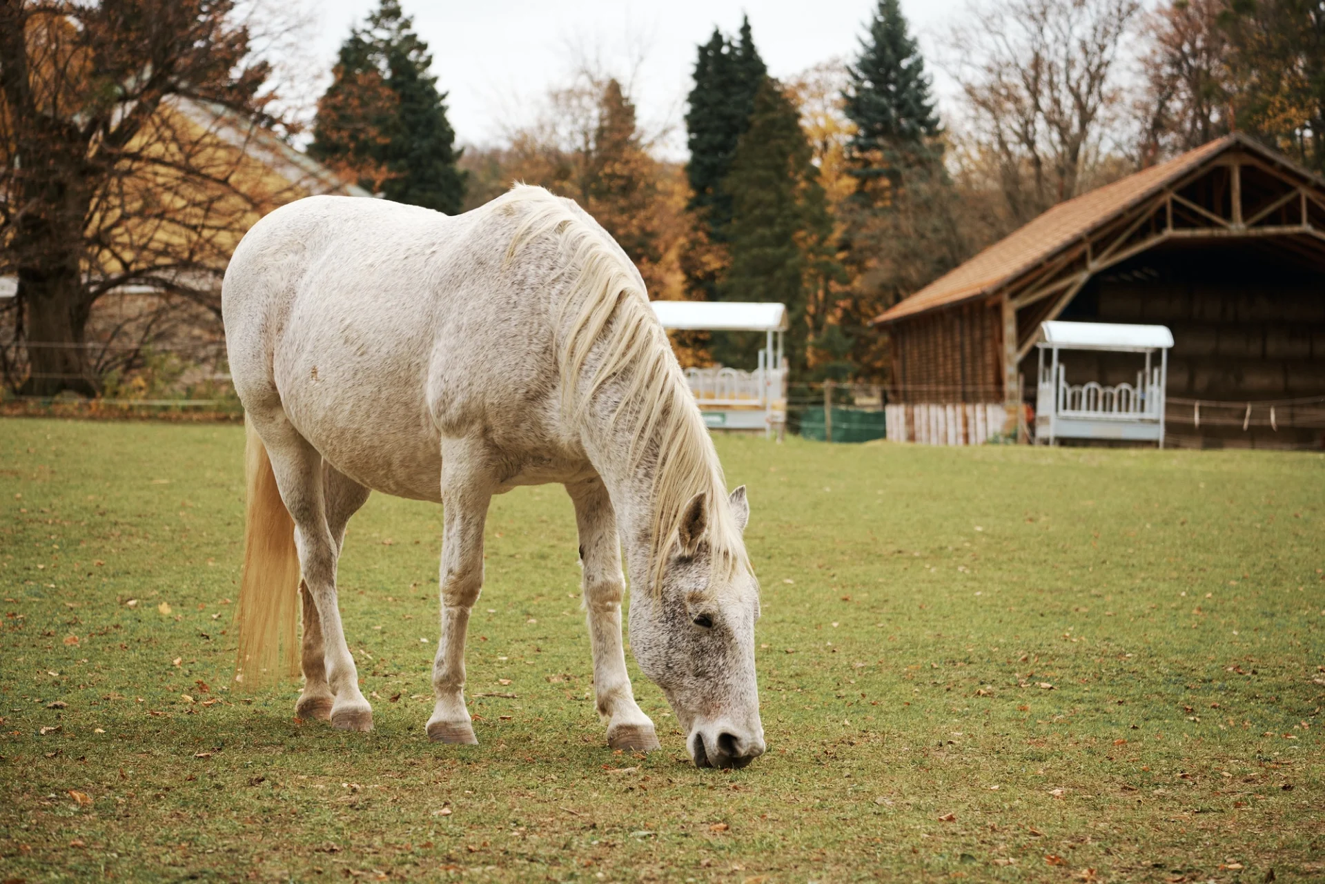 Horse on pasture