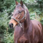 a brown horse with a bridle on its head