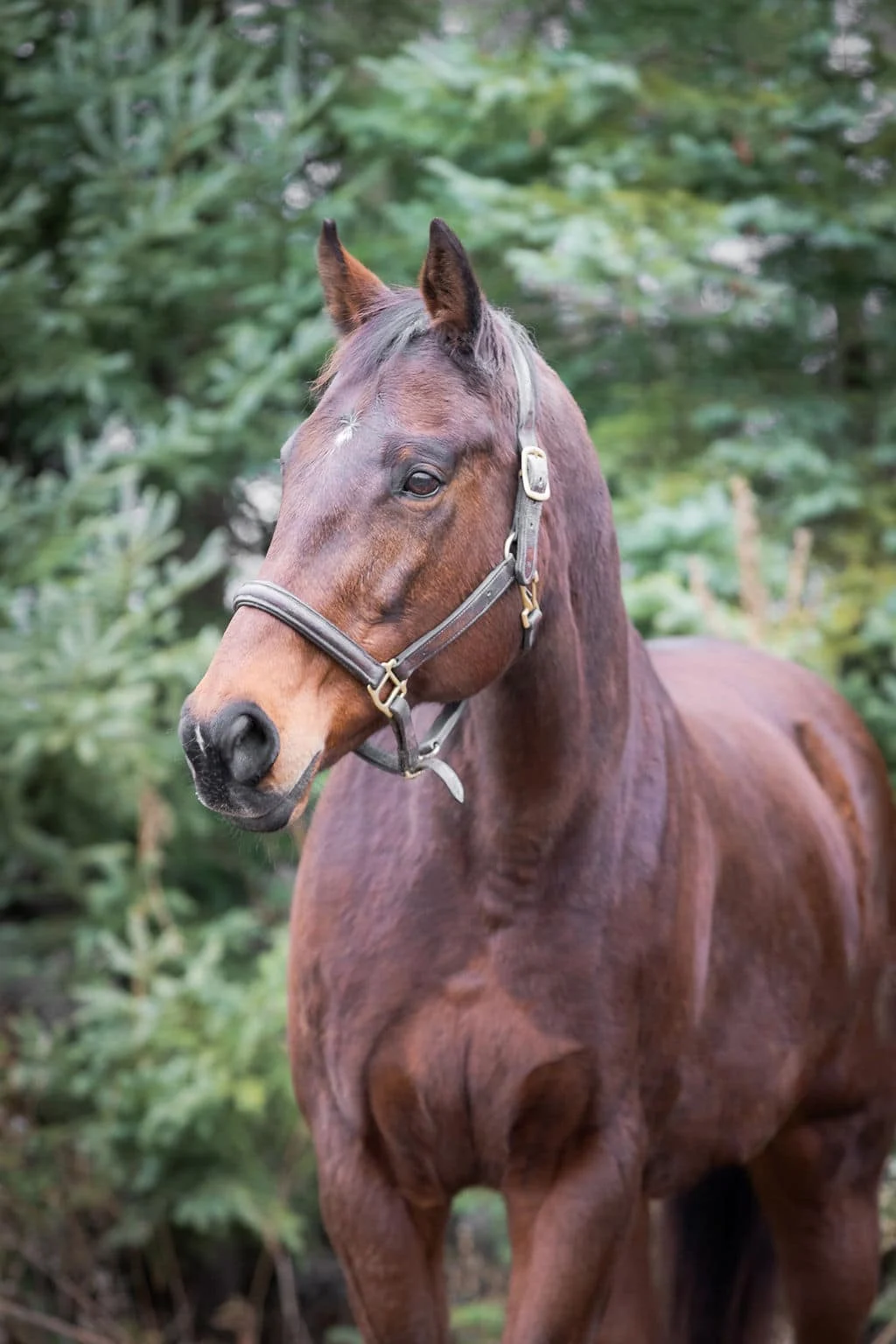 a brown horse with a bridle on its head