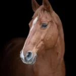 a horse is standing in front of a black background