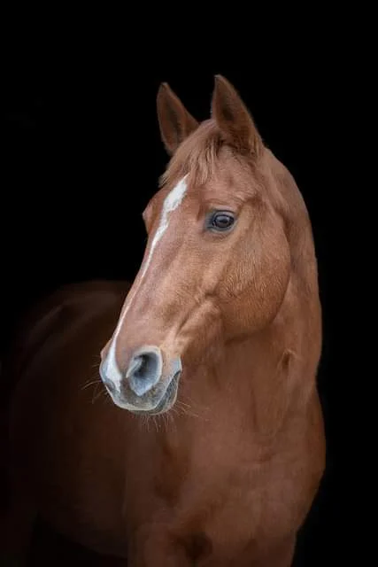 a horse is standing in front of a black background