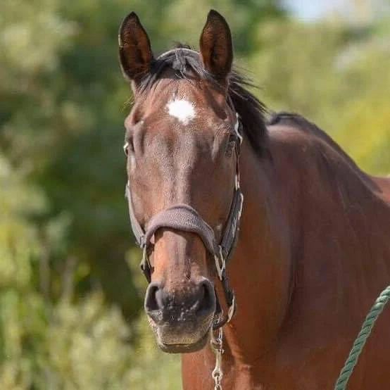 a horse with a white spot on its forehead