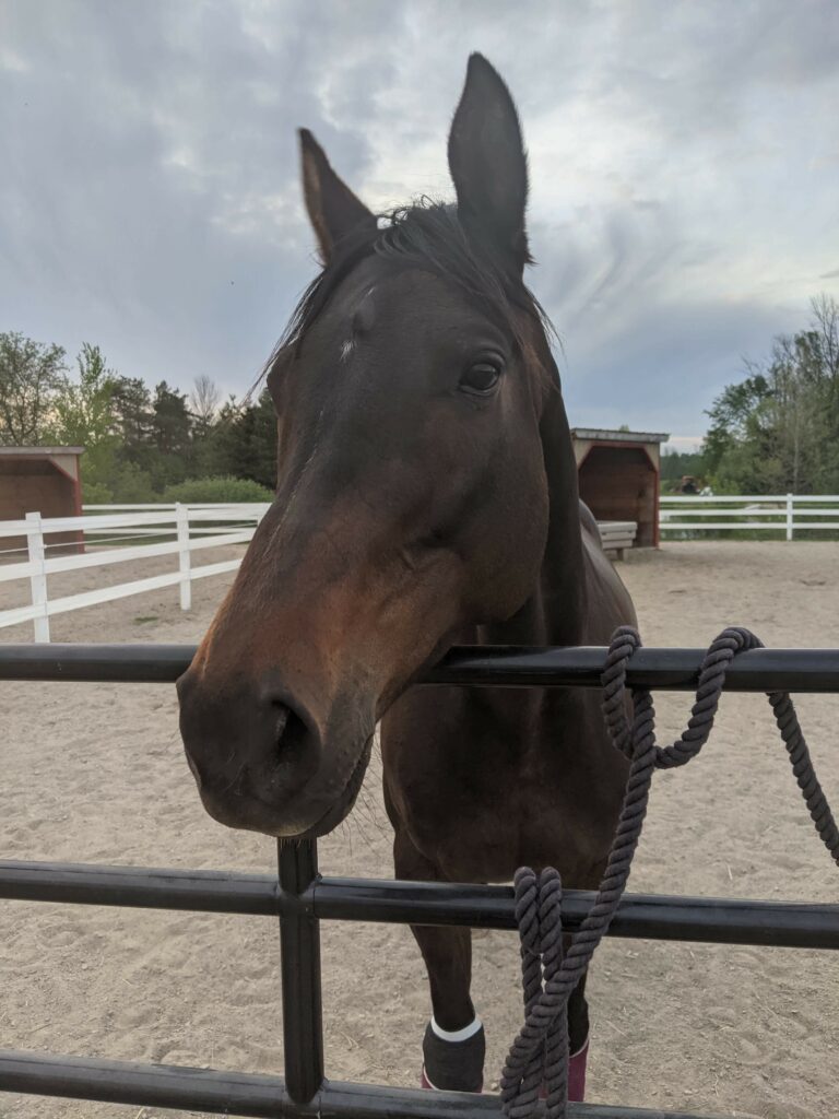 A Horse Is Standing In A Pen With A Rope