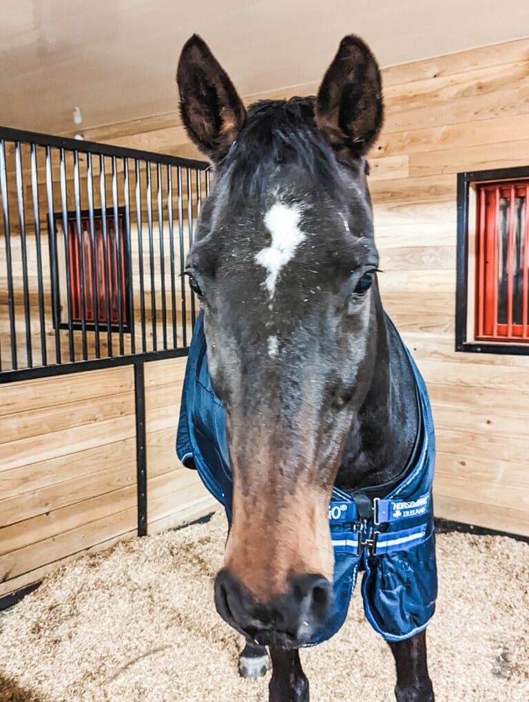 Dev Horse Boarding At Liv Stables