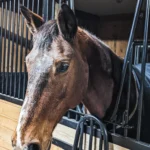 Faye horse boarding at LIV Stables