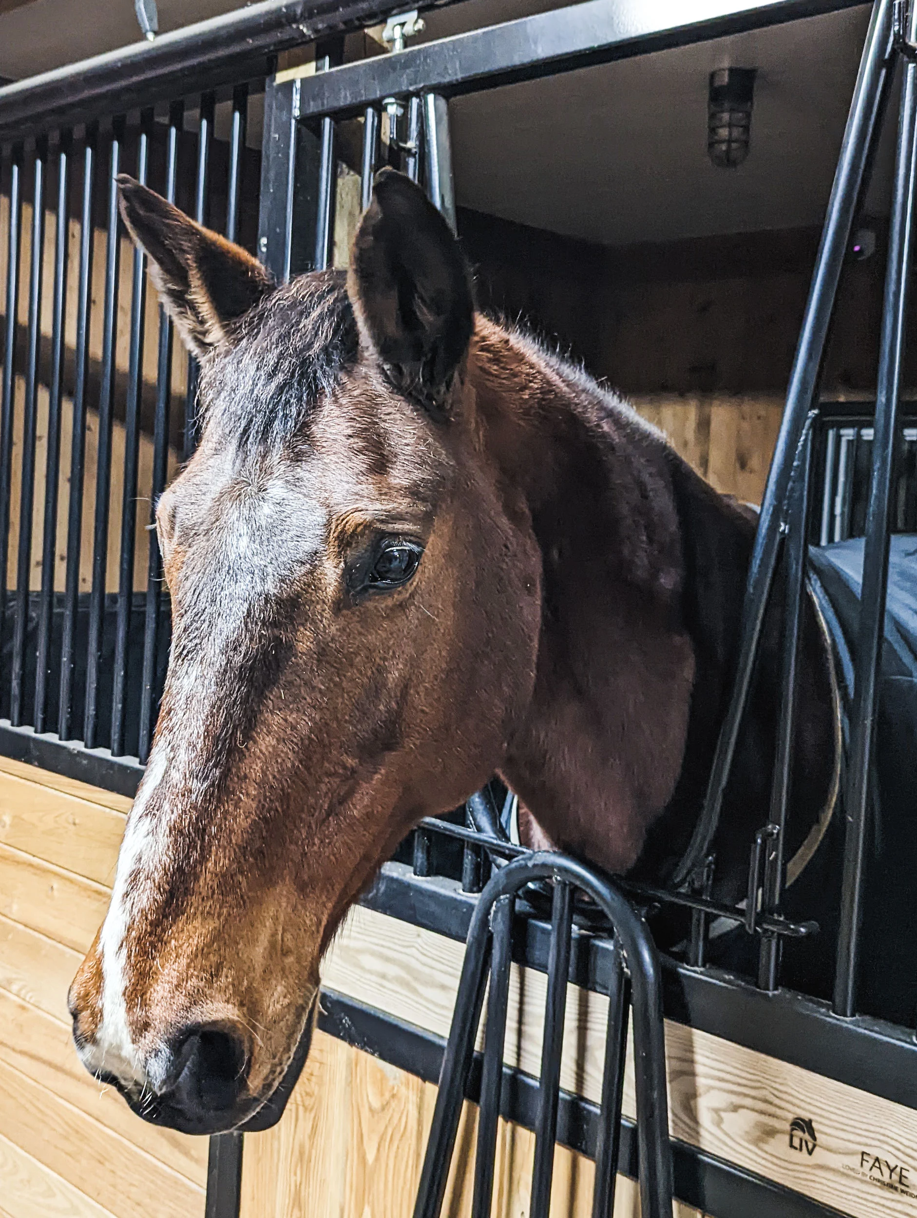 Faye horse boarding at LIV Stables