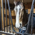 Grace horse boarding at LIV Stables