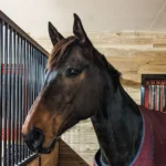 Violet horse boarding at LIV Stables