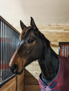 Violet Horse Boarding At Liv Stables