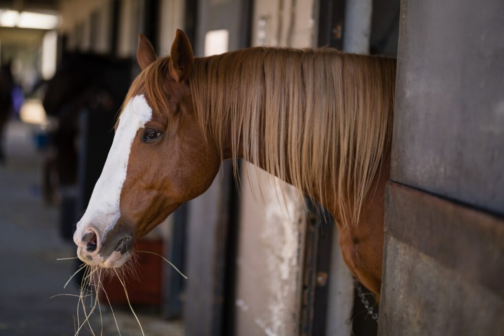 Brown horse at stable