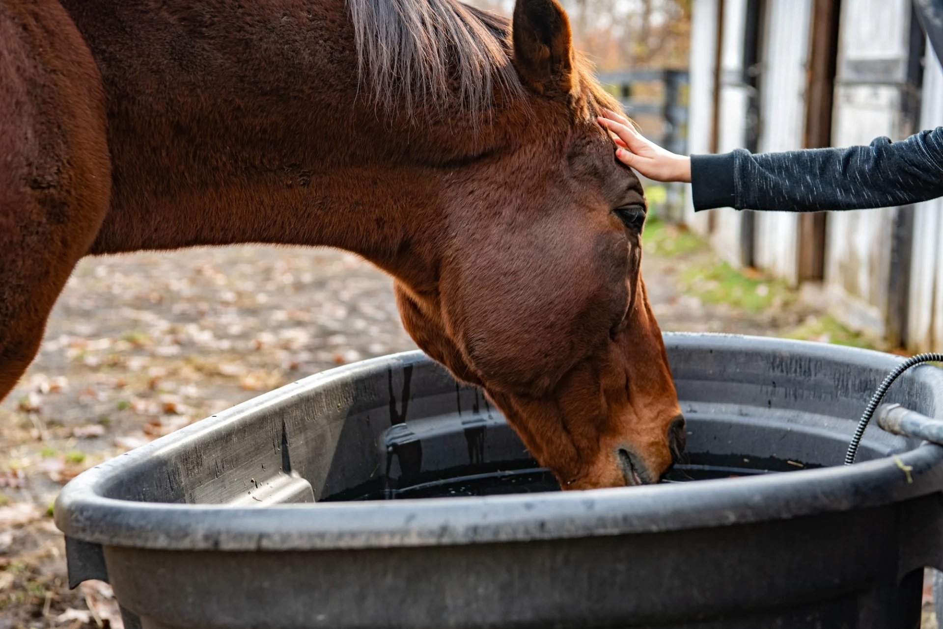 A young equestrian pats the head of a horse while he drinks water from a container of water.