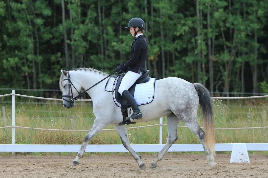 A rider in black attire is elegantly riding a grey horse inside a fenced arena with trees in the background.