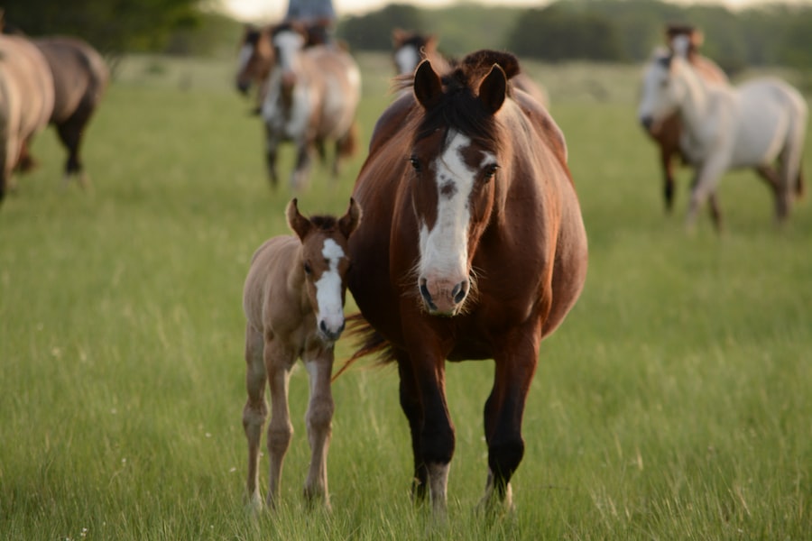 Abcdhe 19 Liv Stables