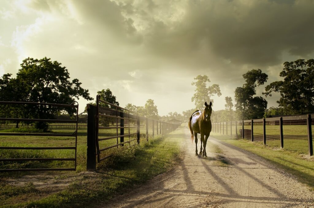 A horse stands on a dirt road between fenced pastures under a dramatic cloudy sky.