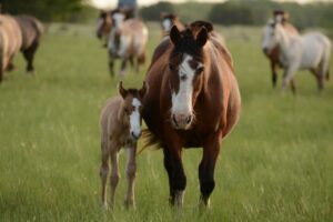 Abcdhe 20 Liv Stables