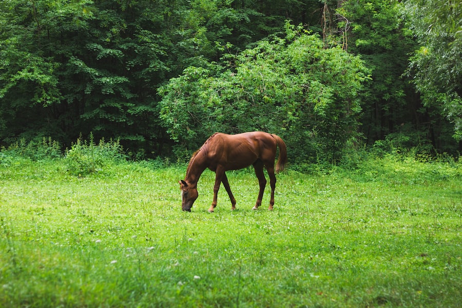 Abcdhe 23 Liv Stables