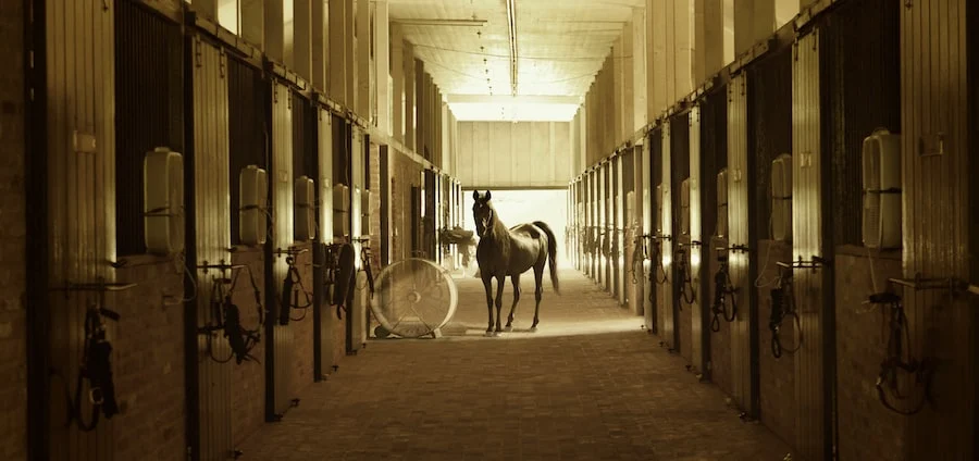 A horse standing at the end of a symmetric, well-lit stable corridor lined with horse stalls and equipment.