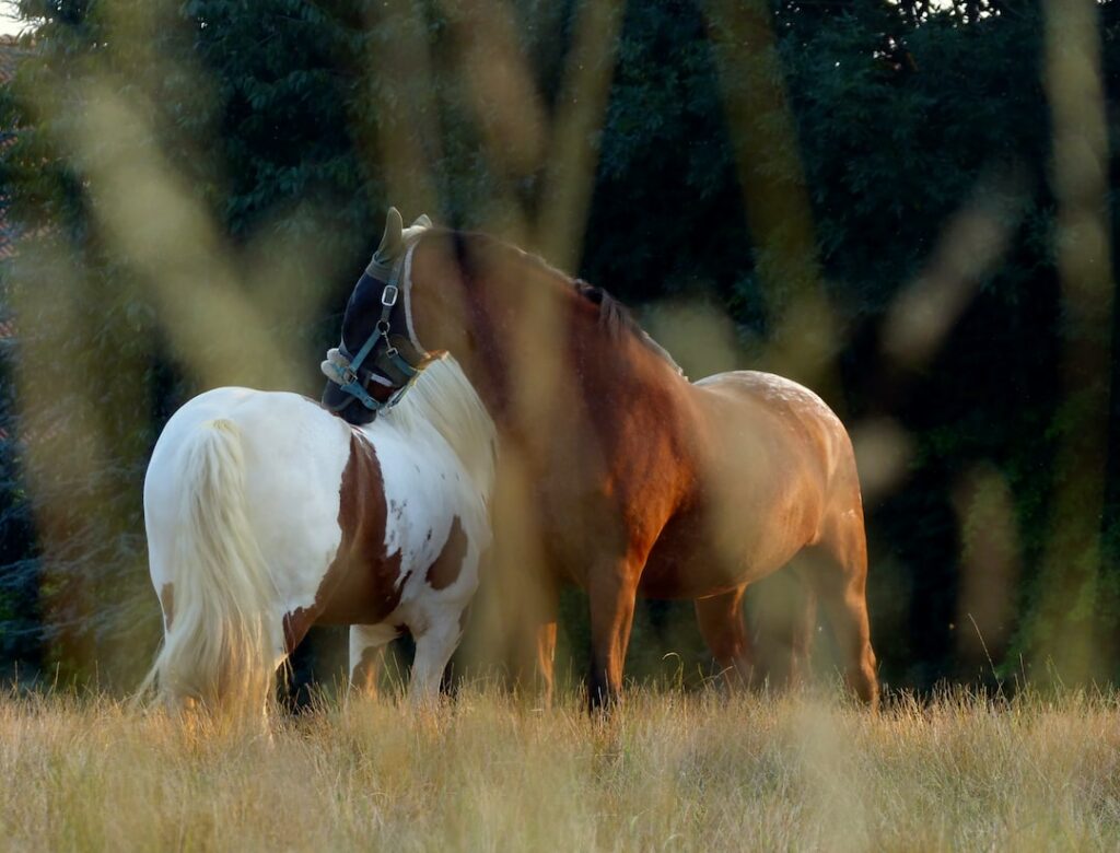 A horse with a brown and white coat stands in a field partially obscured by foreground grass, bathed in warm sunlight.