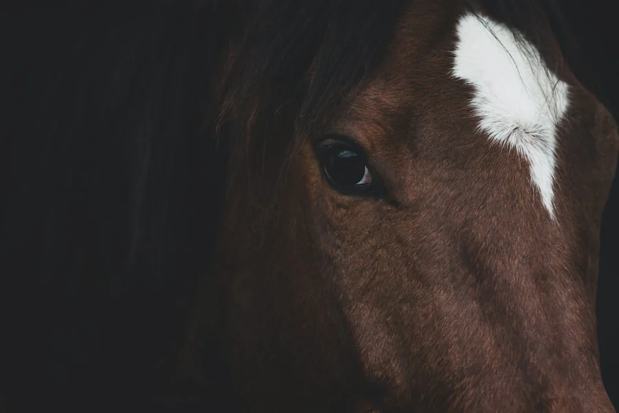 A close-up of a brown horse's face with a white blaze on its forehead against a dark background.