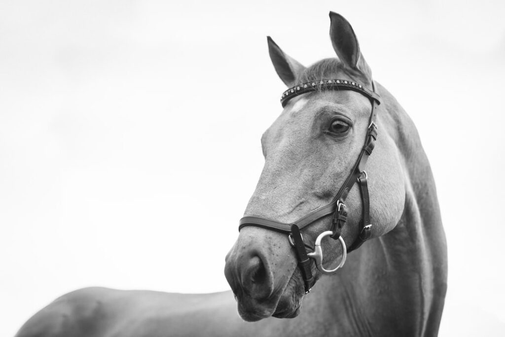 A black and white portrait of a horse with a bridle, against a plain background.