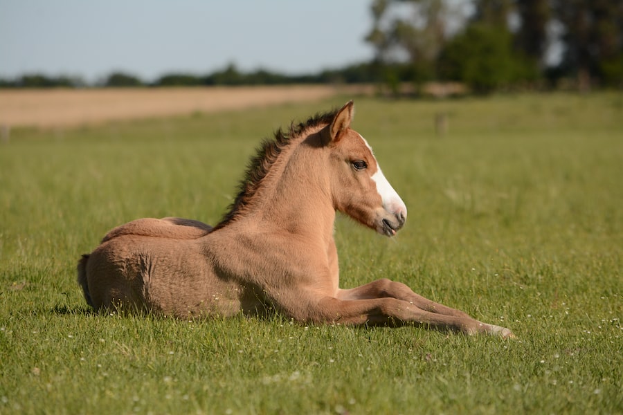 Abcdhe 17 Liv Stables