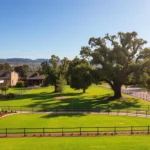 horse care LIV Stables